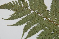 蘭嶼筆筒樹、蘭嶼桫欏藏品圖，第5張