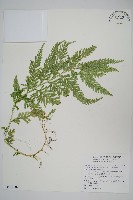 全緣卷柏藏品圖，第1張