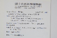 全緣卷柏藏品圖，第2張