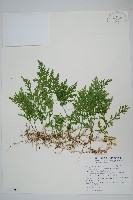 密葉卷柏藏品圖，第1張