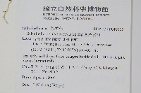 密葉卷柏藏品圖，第2張