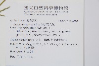 蘭嶼鐵角蕨藏品圖，第2張