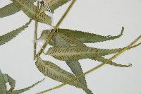 蘭嶼鐵角蕨藏品圖，第3張