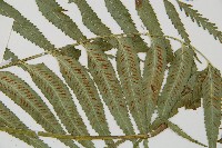 蘭嶼鐵角蕨藏品圖，第4張