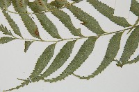 蘭嶼鐵角蕨藏品圖，第5張