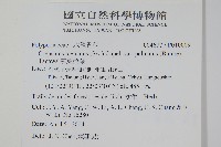 掌葉茀蕨藏品圖，第2張