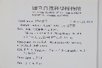 馬來陰石蕨藏品圖，第2張