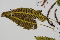 馬來陰石蕨藏品圖，第4張