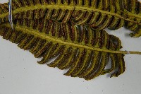 馬來陰石蕨藏品圖，第5張