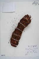 蘭嶼筆筒樹、蘭嶼桫欏藏品圖，第1張