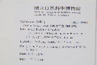 蘭嶼筆筒樹、蘭嶼桫欏藏品圖，第2張