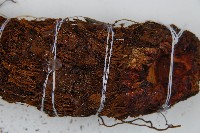 蘭嶼筆筒樹、蘭嶼桫欏藏品圖，第3張