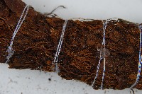 蘭嶼筆筒樹、蘭嶼桫欏藏品圖，第4張