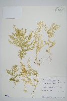 登錄號:P010013藏品圖，第1張