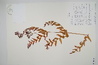 歐紫萁藏品圖，第1張