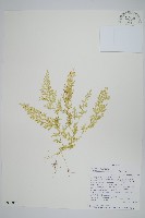 登錄號:P010015藏品圖，第1張