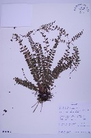 登錄號:P010017藏品圖，第1張