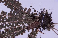 登錄號:P010017藏品圖，第3張