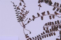 登錄號:P010017藏品圖，第4張