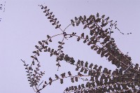 登錄號:P010017藏品圖，第5張