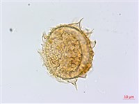 登錄號:P010017藏品圖，第2張