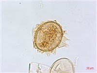 登錄號:P010017藏品圖，第3張