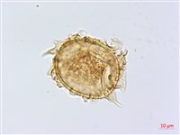 登錄號:P010017藏品圖，第4張