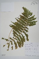 登錄號:P010018藏品圖，第1張