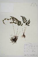登錄號:P010019藏品圖，第1張