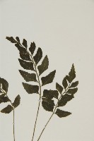 登錄號:P010019藏品圖，第3張