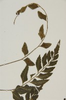 登錄號:P010019藏品圖，第4張