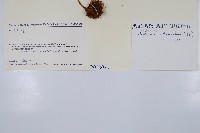 登錄號:P010020藏品圖，第2張