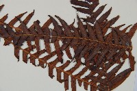 登錄號:P010020藏品圖，第3張