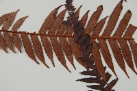 登錄號:P010020藏品圖，第4張