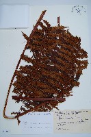 登錄號:P010021藏品圖，第1張