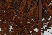 登錄號:P010021藏品圖，第7張