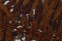 登錄號:P010021藏品圖，第8張