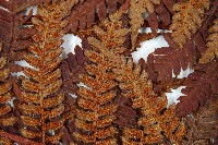 登錄號:P010021藏品圖，第9張