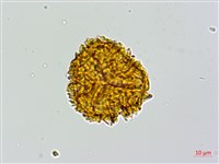 登錄號:P010021藏品圖，第2張