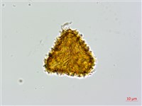 登錄號:P010021藏品圖，第3張