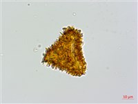 登錄號:P010021藏品圖，第4張