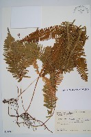 芒萁藏品圖，第1張