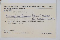 芒萁藏品圖，第2張