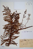 登錄號:P010023藏品圖，第1張