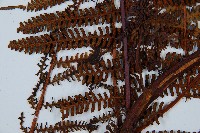 登錄號:P010023藏品圖，第7張