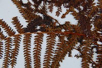 登錄號:P010023藏品圖，第8張