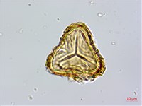 登錄號:P010023藏品圖，第3張