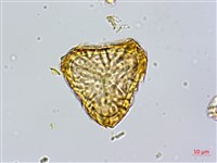 登錄號:P010023藏品圖，第4張