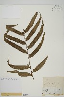 登錄號:P010024藏品圖，第1張