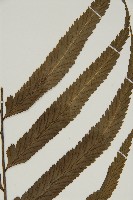 登錄號:P010024藏品圖，第3張